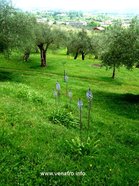 Scilla Giacintoide